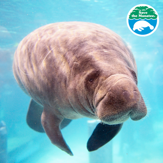 Manatee Appreciation Day